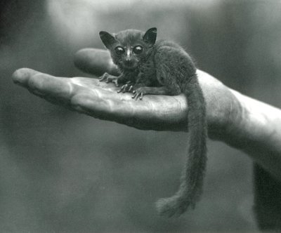 Il galago o bushbaby del principe Demidoff che riposa nel palmo della mano del custode allo zoo di Londra, aprile 1917 da Frederick William Bond
